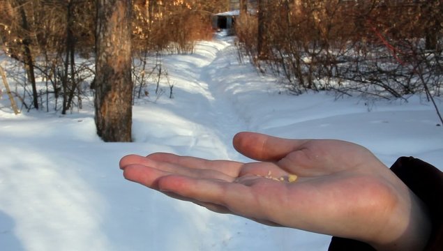 Кормление птиц с рук