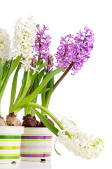 White and violet hyacinths in pots on white background