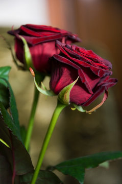 two red rose