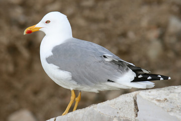 seagull on stone