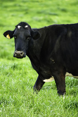 Vaca menorquina, Mercadal, Menorca, Islas Baleares