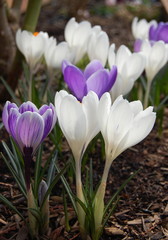 crocus