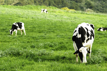 Vaca menorquina, Mercadal, Menorca, Islas Baleares