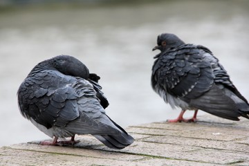 Tauben von Hinten