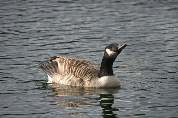 canada goose