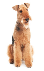Airedale Terrier dog isolated
