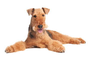 Airedale Terrier dog isolated