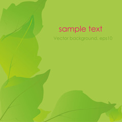 Fototapeta na wymiar Green background. Leaves. Place for your text