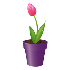 Tulip In Pot
