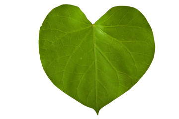 A heart shaped green leaf