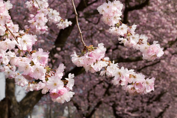 Hanami