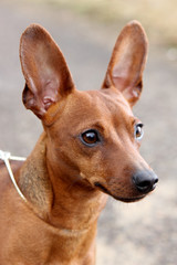 Red Miniature Pinscher