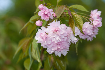 Sakura blossom flowers