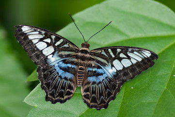 Exotischer Schmetterling