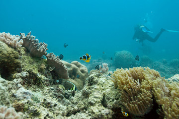 Fototapeta na wymiar Nurkowanie - Mauritius - nurkowanie