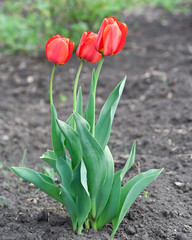 red tulips © Ryzhkov Oleksandr