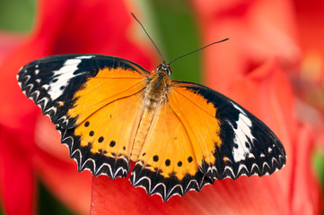 Fototapeta na wymiar Egzotyczny motyl