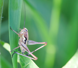 grasshopper