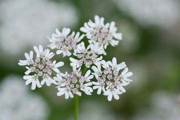 white flower