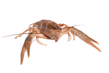 River crayfish