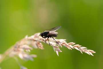 insect fly on ear