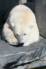 Detailansicht von einem grossen Eisbären