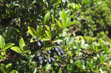 Picconia azorica shrub