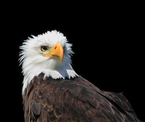 Bald eagle