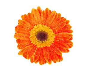 orange gerbera