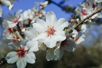 fleurs d'amandier, printemps