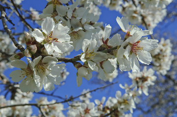 fleurs d'amandier, printemps