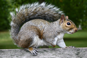 Profile of a fat grey squirrel - Hyde Park, London
