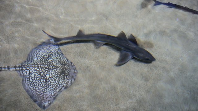 Hai