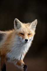 Red fox trot
