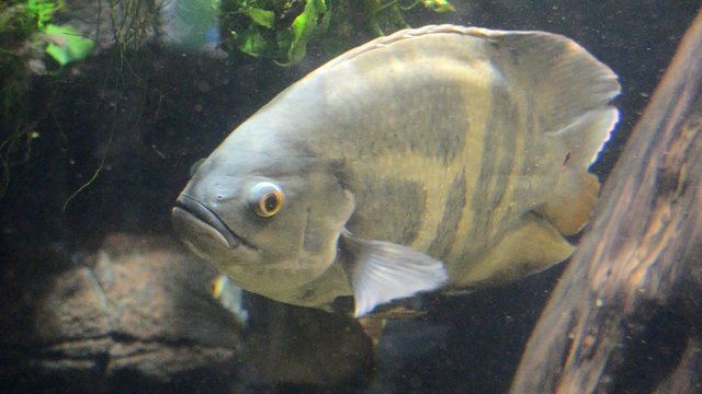 Mondfisch