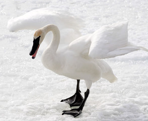 Obraz premium Trumpeter swan walking on snow covered pond