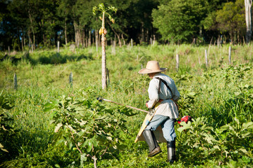 Person working in a fig plantation