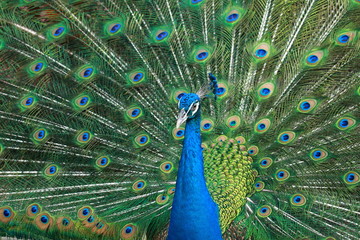 Naklejka premium beautiful peacock