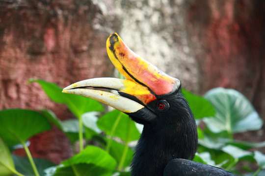 Rhinoceros Hornbill Bird