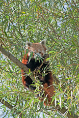 Red panda (Ailurus fulgens) sits on the tree