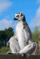 Fototapeta premium Ring-tailed lemur (Lemur Catta) basks in the sun