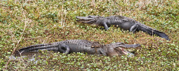 Alligators in Texas (Alligator mississippiensis)
