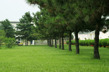 lawn and pine trees