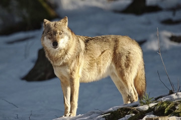 Naklejka premium Lupo solitario