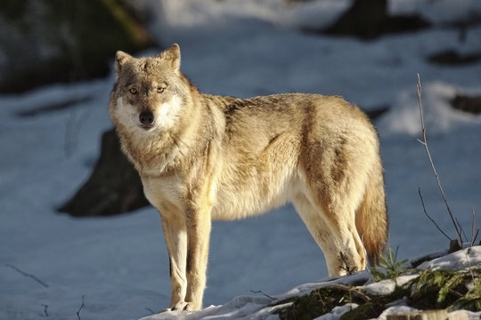 Fototapeta Lupo solitario