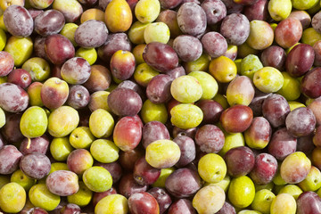 Freshly Harvested Olives Background