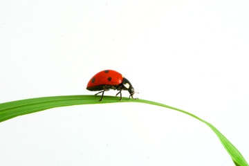 red ladybug