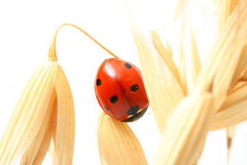 ladybug on wheat