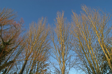 trees in winter