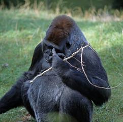 Gorilla_116310